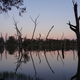 Mullinger Swamp, on the SA/VIC border.